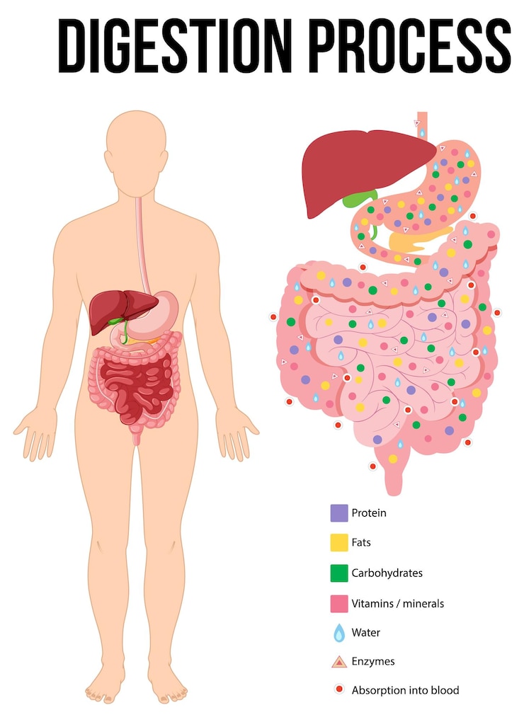 Vettore gratuito diagramma che mostra il processo di digestione