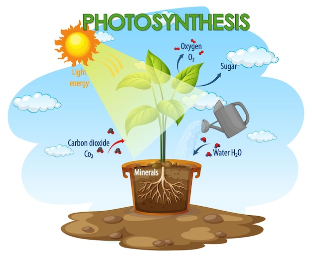 Diagramma che mostra il processo di fotosintesi nella pianta