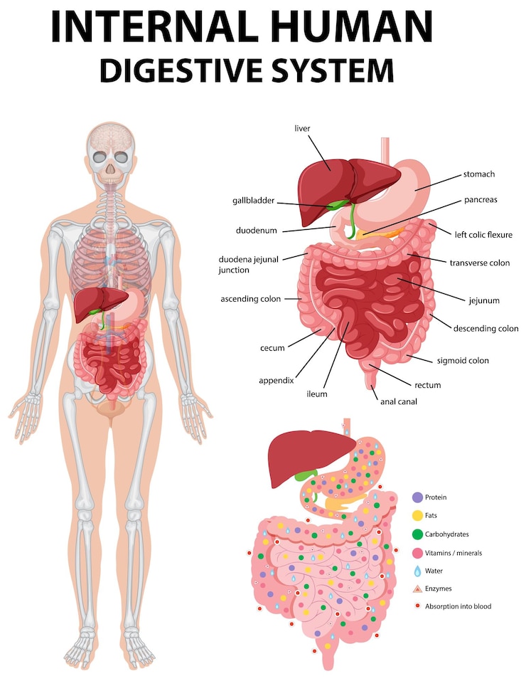 Vettore gratuito diagramma che mostra il sistema digerente umano interno