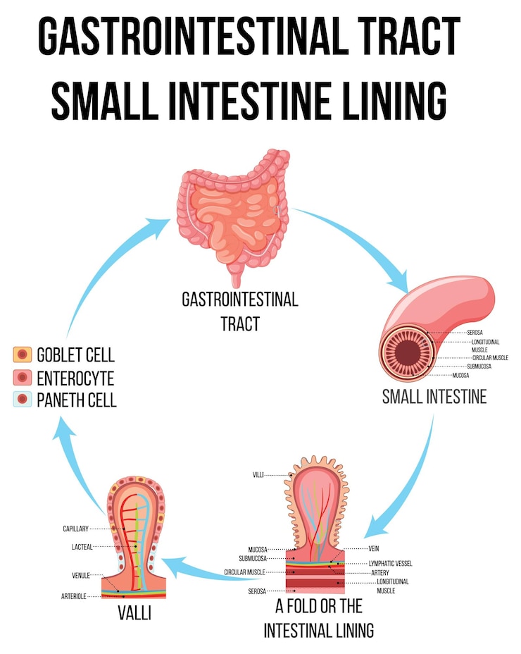 Vettore gratuito diagramma che mostra il tratto gastrointestinale nell'intestino tenue