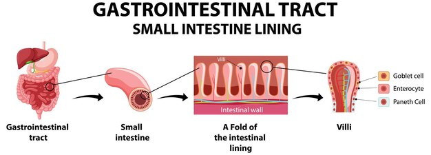 Diagramma che mostra il tratto gastrointestinale