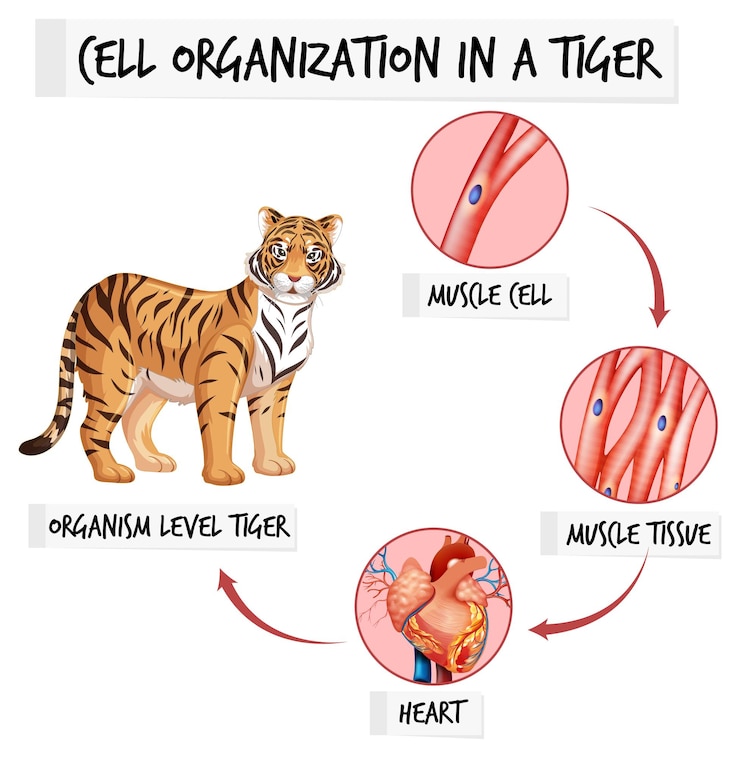 Vettore gratuito diagramma che mostra l'organizzazione cellulare in una tigre