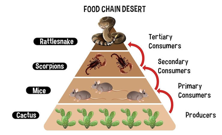 Vettore gratuito diagramma che mostra la catena alimentare del deserto per l'istruzione