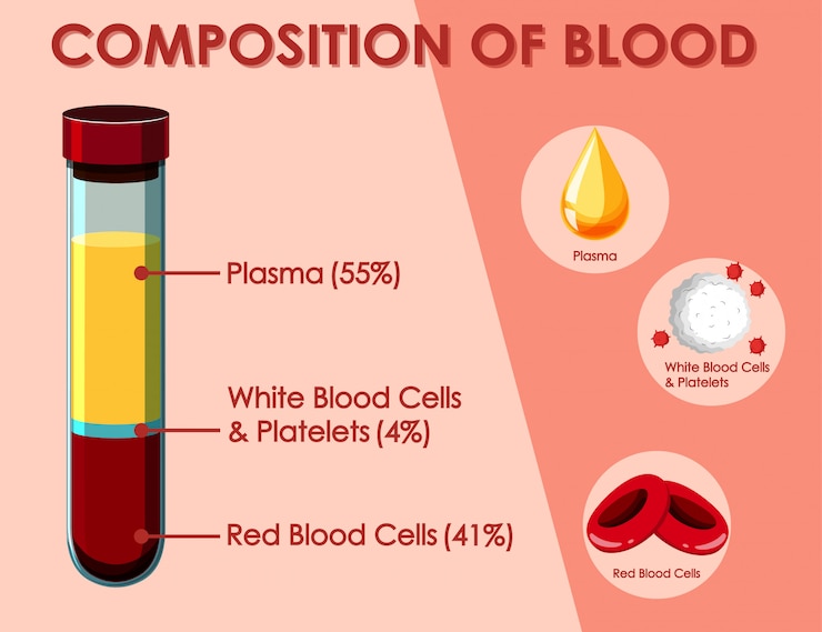 Vettore gratuito diagramma che mostra la composizione del sangue