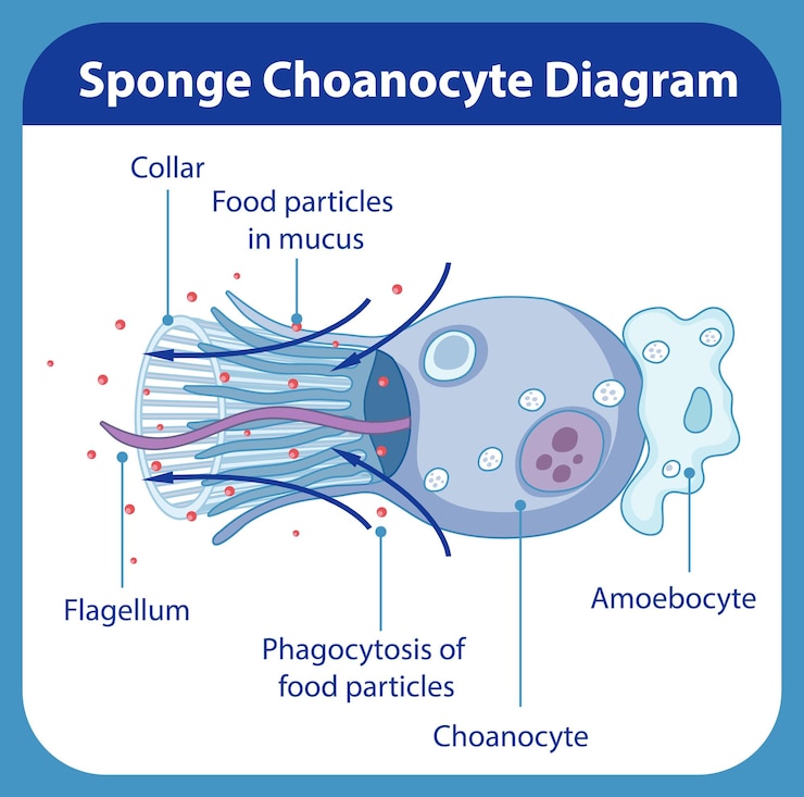 Vettore gratuito diagramma che mostra la digestione nelle spugne