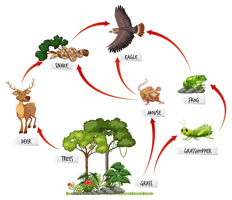 Vettore gratuito diagramma che mostra la rete alimentare nella foresta pluviale