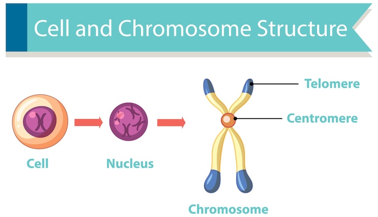 Vettore gratuito diagramma che mostra la struttura cellulare e cromosomica
