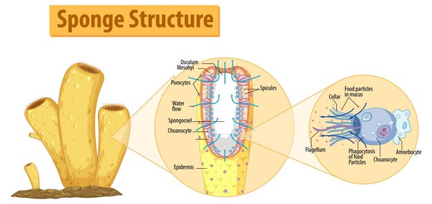 Diagramma che mostra la struttura della spugna