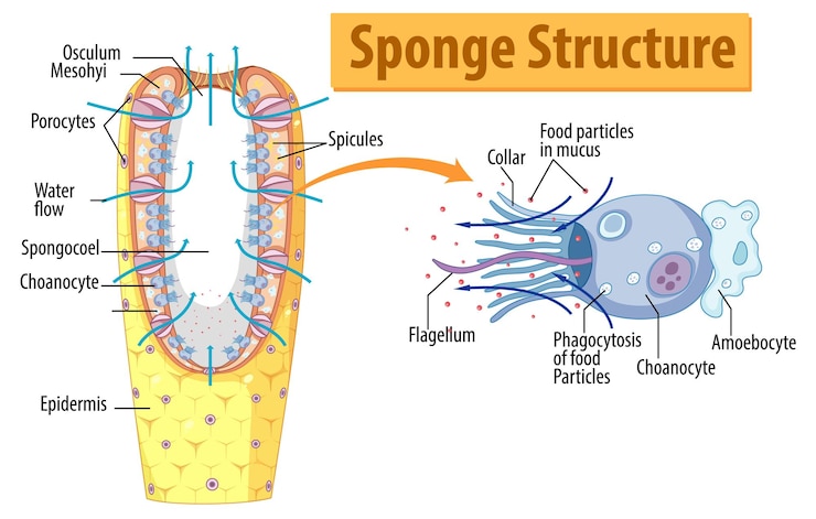 Vettore gratuito diagramma che mostra la struttura della spugna