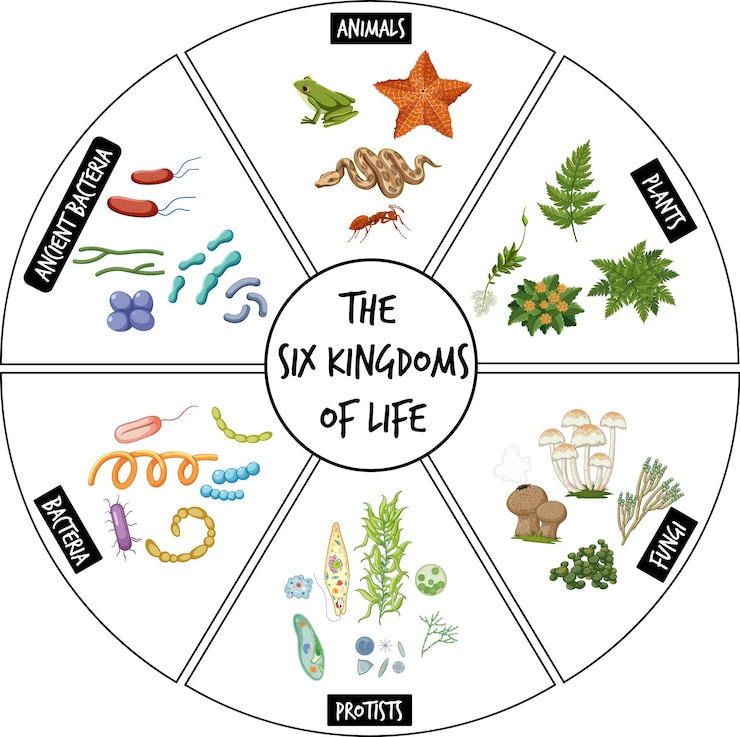 Vettore gratuito diagramma che mostra sei regni della vita