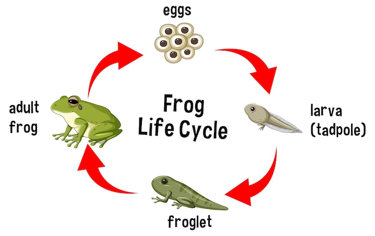Vettore gratuito diagramma del ciclo di vita della rana
