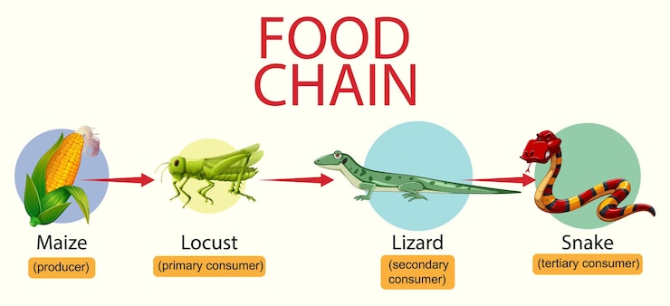 Vettore gratuito diagramma della catena alimentare scientifica