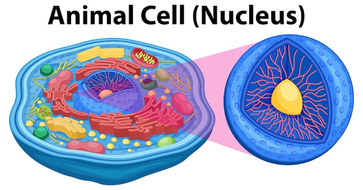 Vettore gratuito diagramma della struttura dell'anatomia delle cellule animali