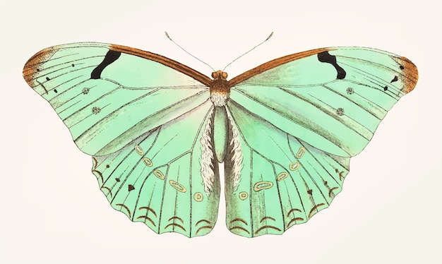 Disegnata a mano di una farfalla