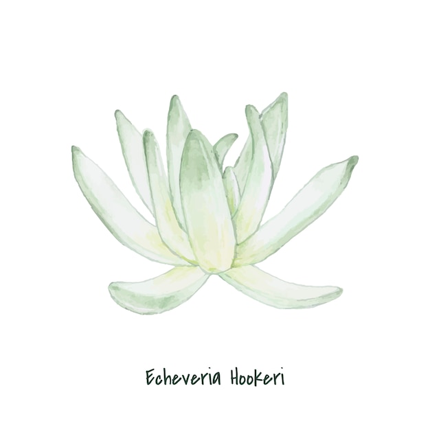 Disegnato a mano Echeveria hookeri succulento