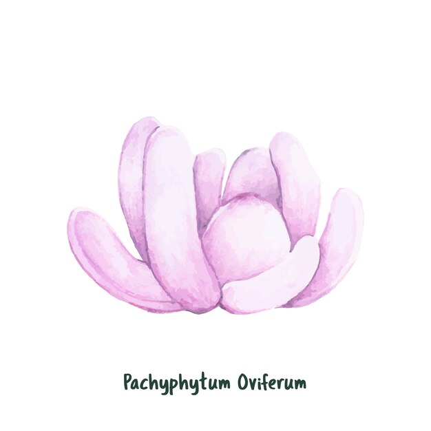 Disegnato a mano pianta succulente sugaralmond