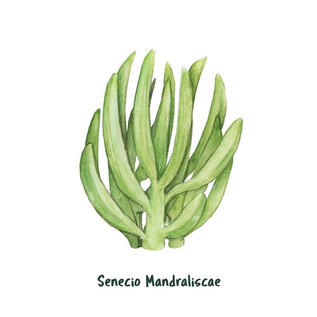 Disegnato a mano senecio mandraliscae succulento