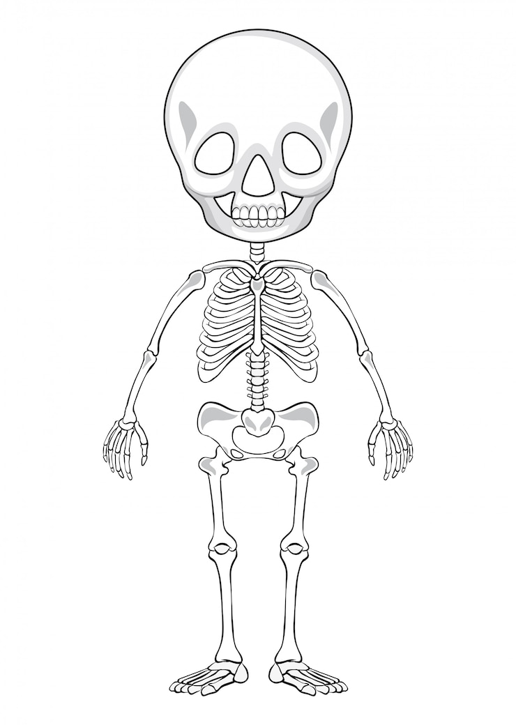 Vettore gratuito disegno di uno scheletro umano
