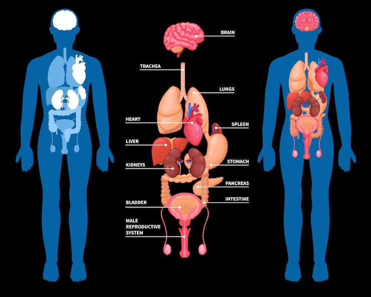 Vettore gratuito disposizione degli organi interni di anatomia umana