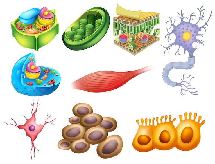 Vettore gratuito diverse cellule di biologia su uno sfondo bianco