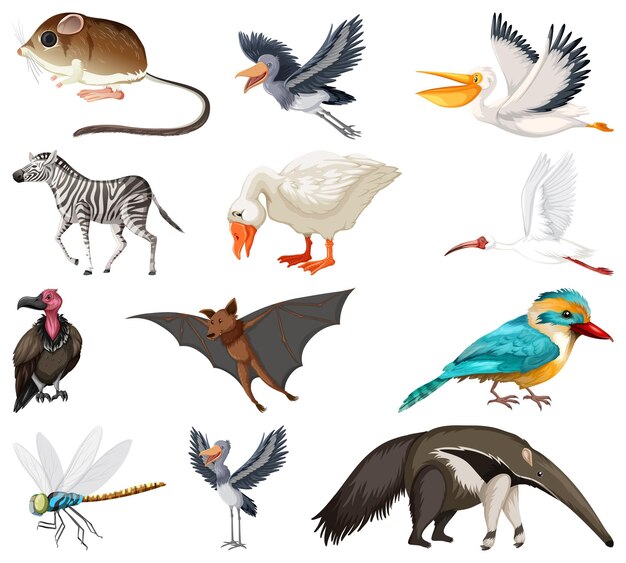 Diversi tipi di collezione di animali