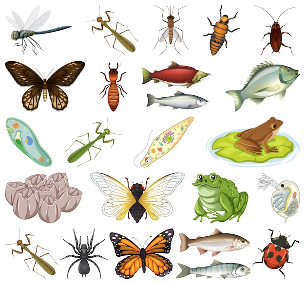Diversi tipi di insetti e animali su sfondo bianco
