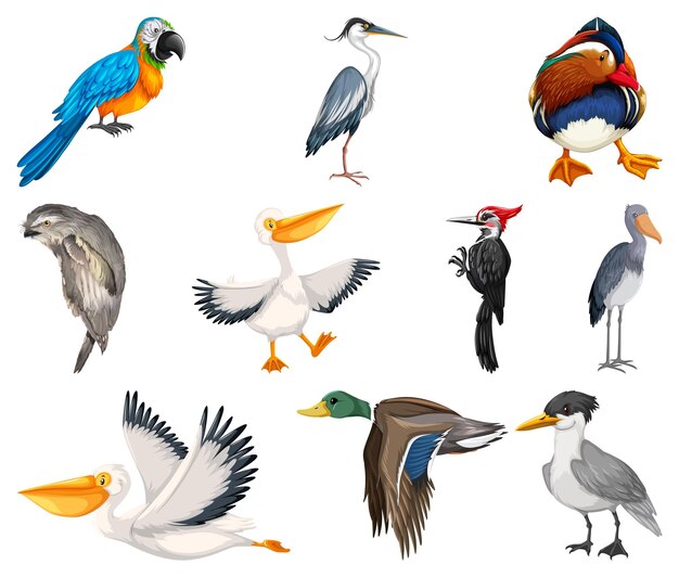 Diversi tipi di raccolta di uccelli