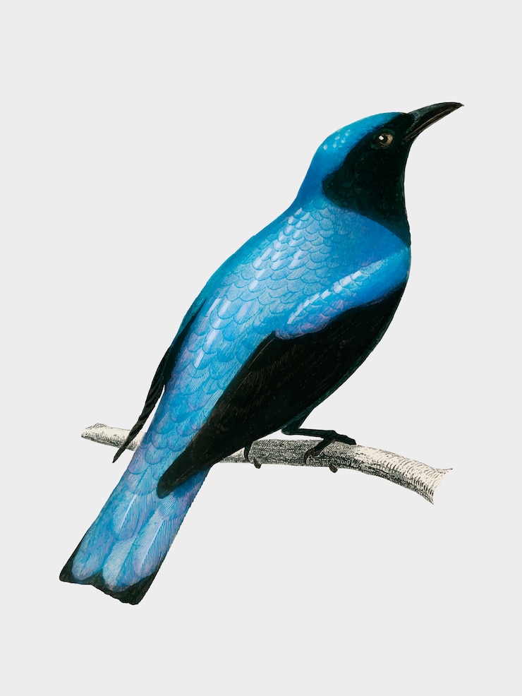 Vettore gratuito drongo dalla coda quadrata (edous caerulescens) illustrato da charles dessalines d&#39;orbigny (1806-1876).