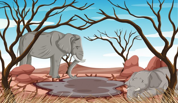 Elefanti morenti in terra di siccità