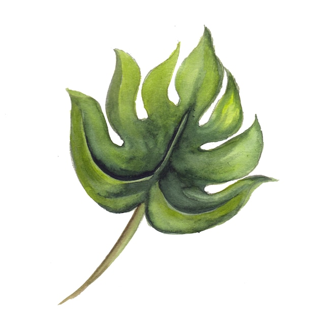 Elemento astratto foglia verde acquerello sfondo illustrazione ad alta risoluzione foto gratis
