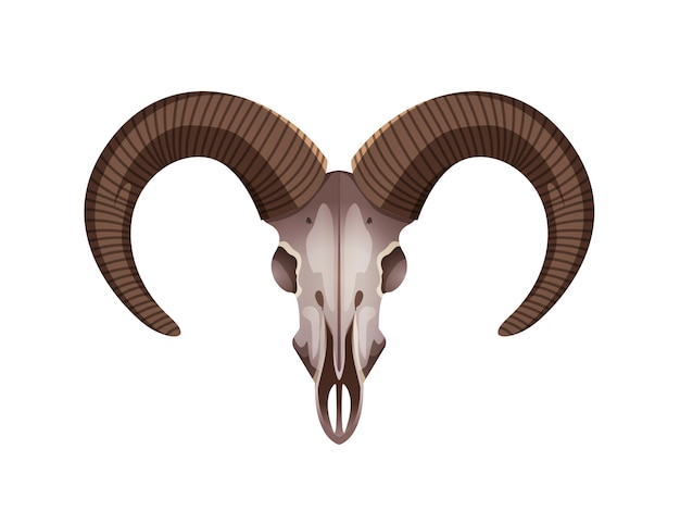 Elemento decorativo degli animali di vita selvaggia del cranio dello stambecco con bianco del primo piano dei corni