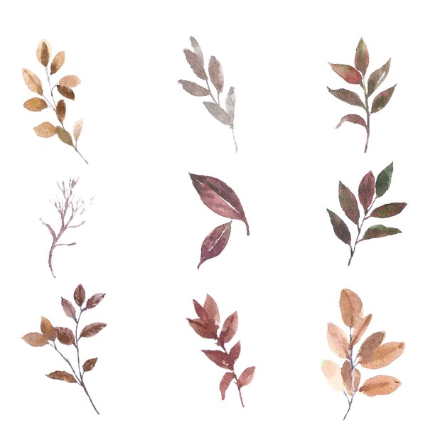 Elemento stabilito dell'acquerello delle varie foglie su bianco per uso decorativo.