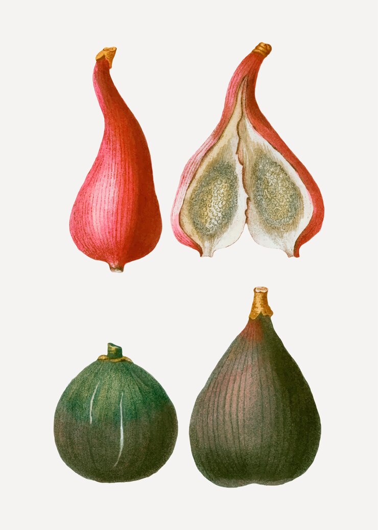 Vettore gratuito fichi e fichi