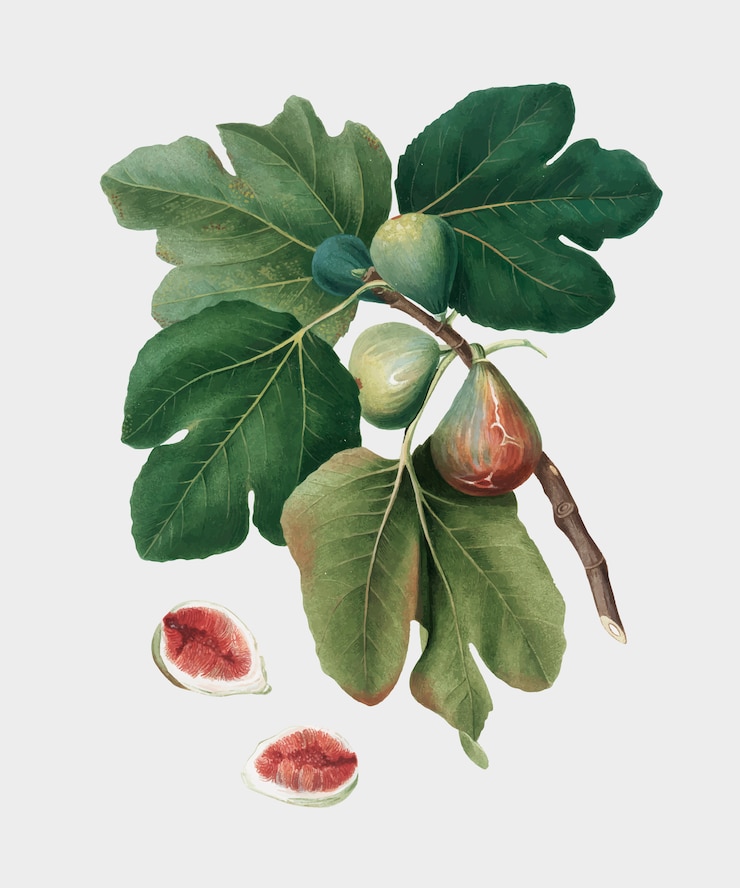 Vettore gratuito fico comune dall'illustrazione di pomona italiana