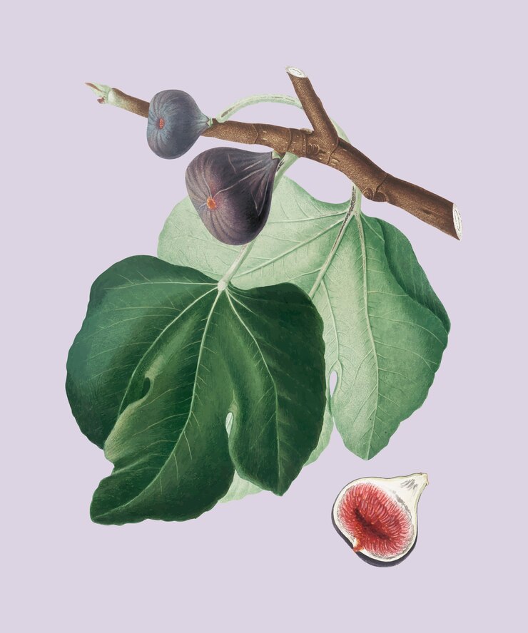 Vettore gratuito fico nero dall'illustrazione di pomona italiana