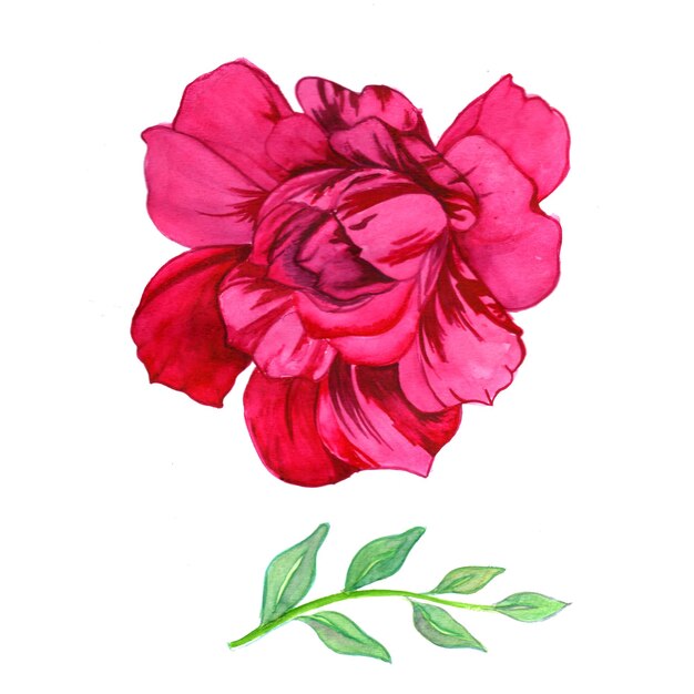 Fiore astratto foglia elemento rosa verde acquerello sfondo illustrazione ad alta risoluzione foto gratis