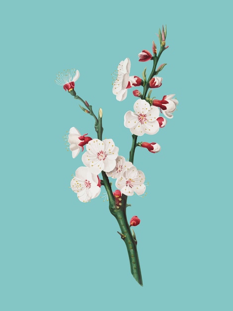 Fiore dell&#39;albicocca dall&#39;illustrazione di Pomona Italiana