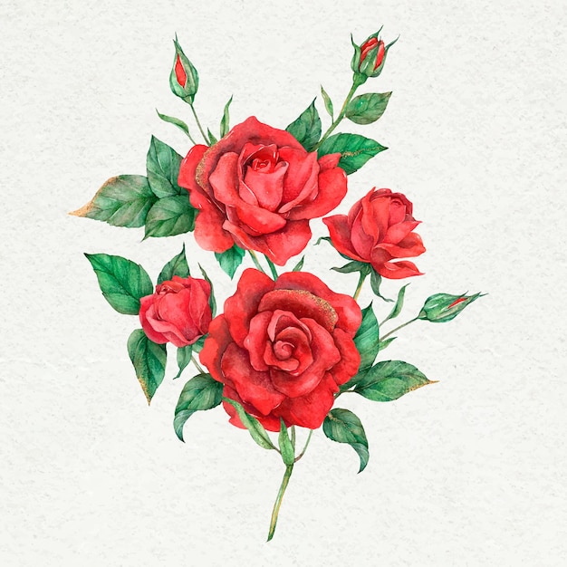 Fiore di rosa rossa di vettore disegnato a mano