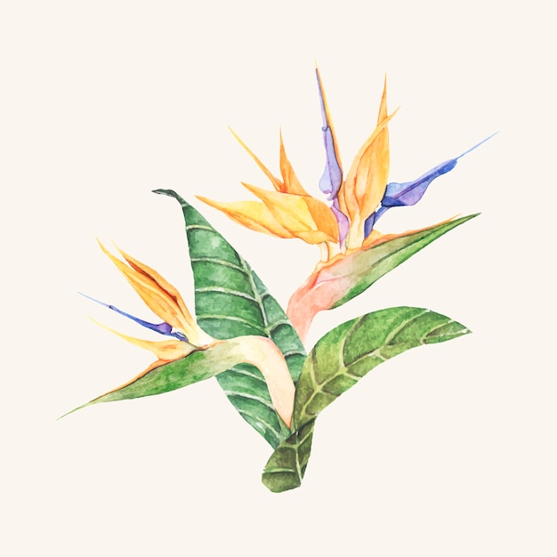 Fiore di uccello del paradiso disegnato a mano isolato