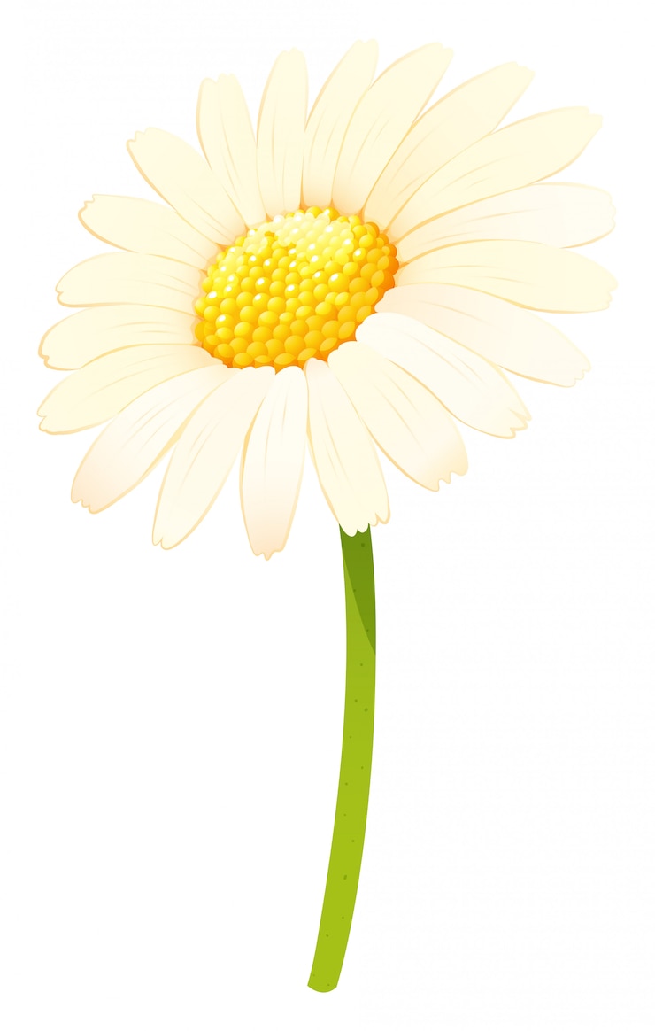 Vettore gratuito fiore margherita in colore bianco