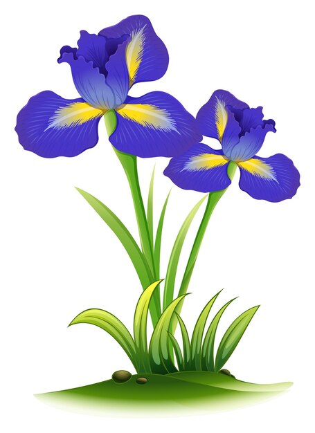 Fiori di iris blu nel cespuglio