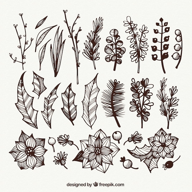 Fiori e foglie Sketchy collezione