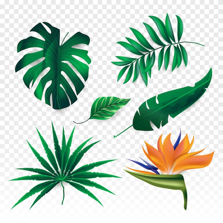 Vettore gratuito fiori tropicali e foglie