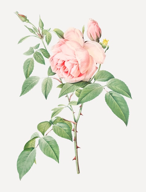 Fioritura di rose rosa