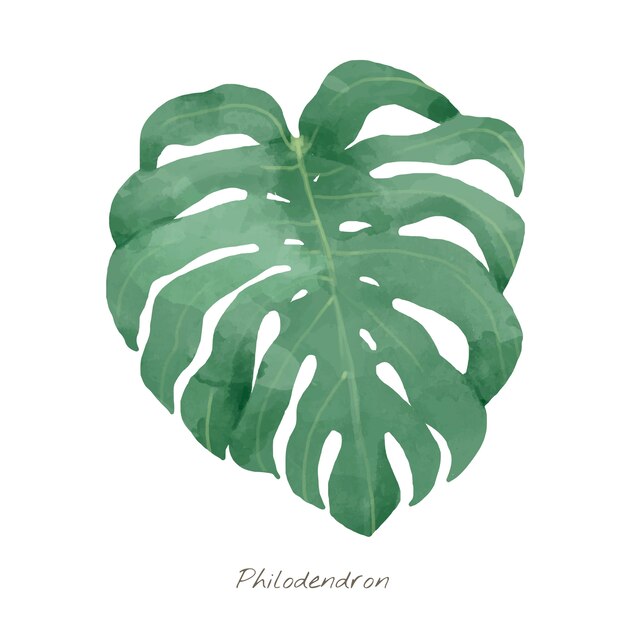 Foglia del Philodendron isolata su fondo bianco