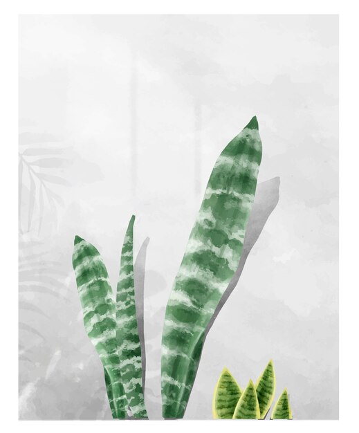 Foglia di zeylanica di sansevieria isolata su fondo bianco