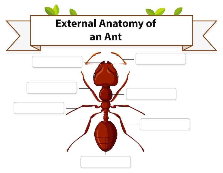 Vettore gratuito foglio di lavoro anatomia esterna di una formica