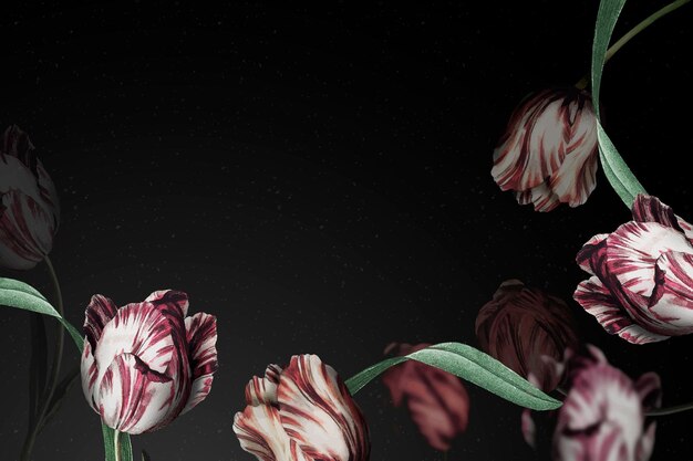 Fondo drammatico del fiore del confine del tulipano