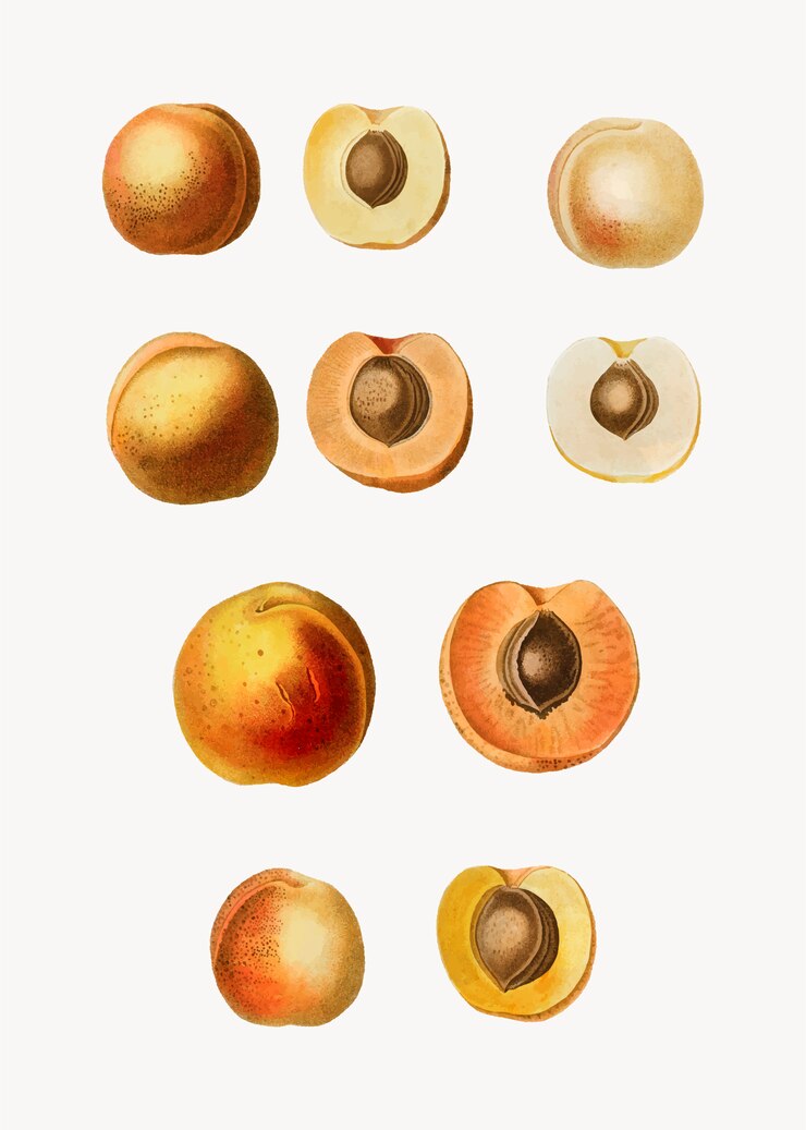 Vettore gratuito frutti di albicocca