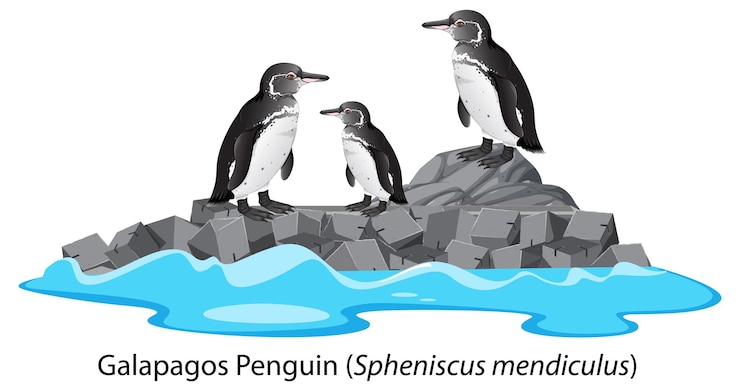 Vettore gratuito fumetto del pinguino di galapagos sulla roccia
